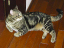image0146
