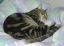 image0194