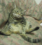image0208