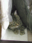 image0262