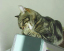 image0285