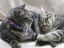 image0292