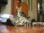 image0047
